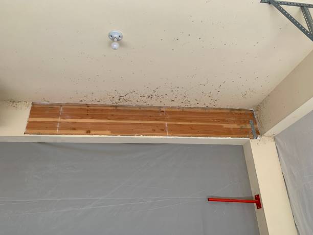 Professional Mold Removal in Ebensburg, PA